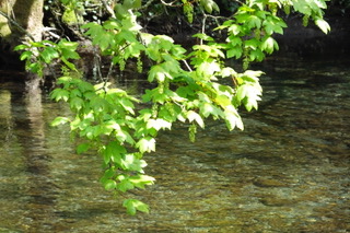Branches hanging over stream